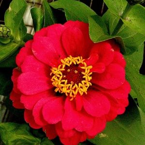 Meet your Posher, Cianna